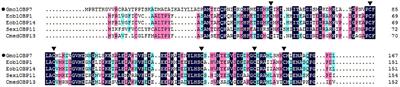 Molecular and Functional Characterization of Odorant Binding Protein 7 From the Oriental Fruit Moth Grapholita molesta (Busck) (Lepidoptera: Tortricidae)